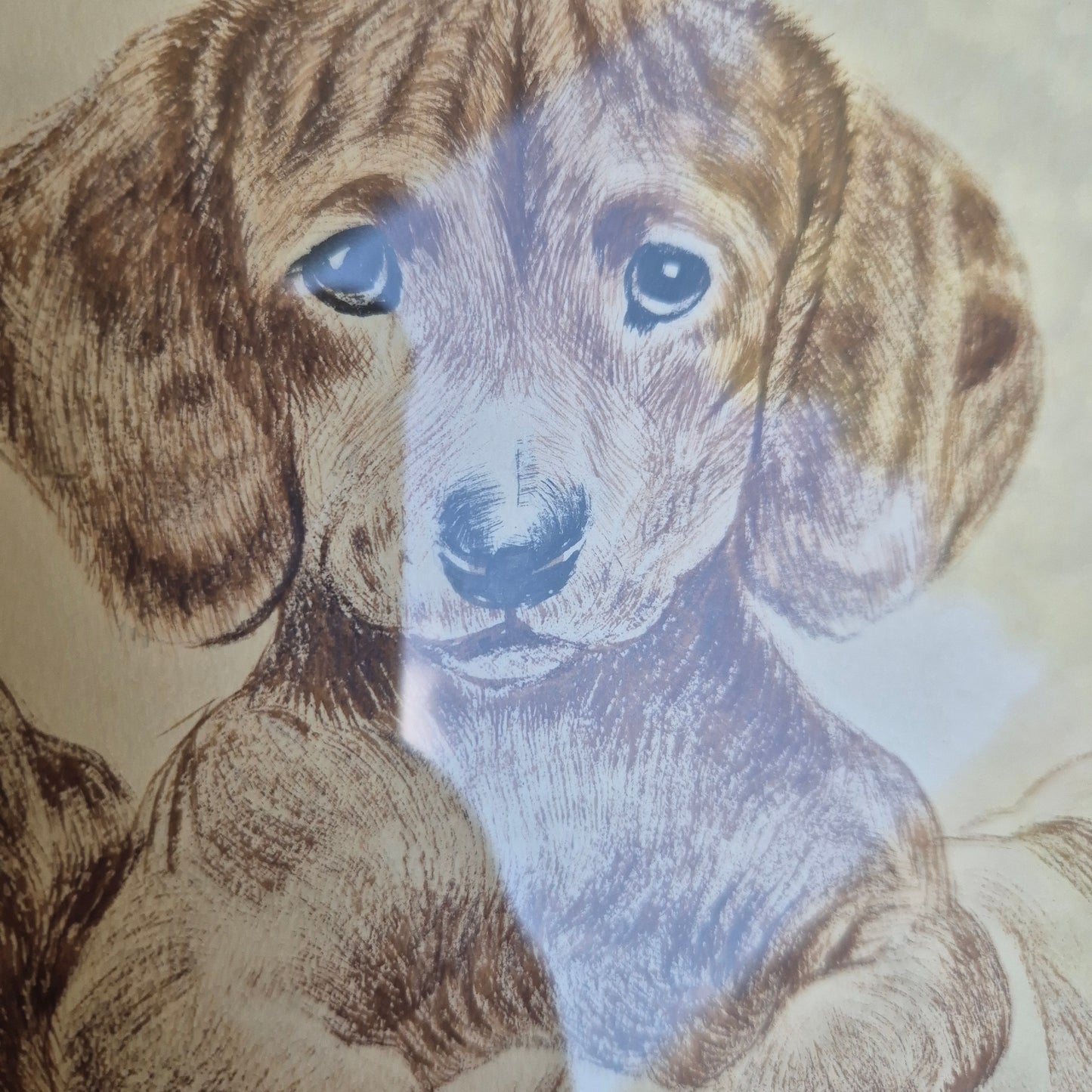 Antike Hundezeichnung von 1949 - Gerahmt hinter Glas nach Meyer Eberhardt Dackel Welpen
