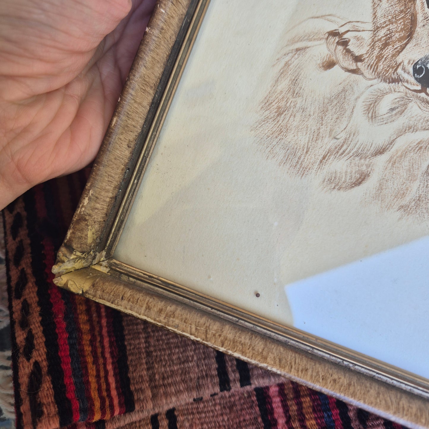 Antike Hundezeichnung von 1949 - Gerahmt hinter Glas nach Meyer Eberhardt Dackel Welpen