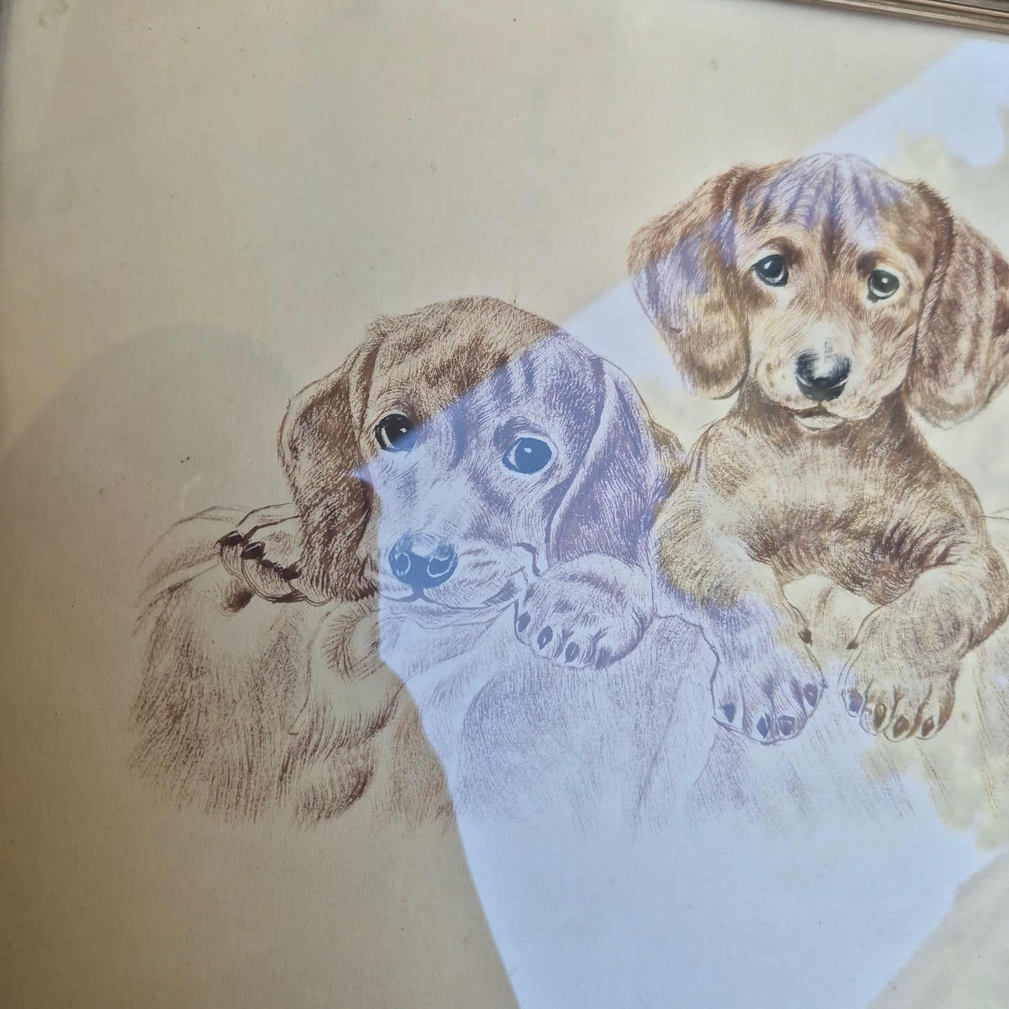 Antike Hundezeichnung von 1949 - Gerahmt hinter Glas nach Meyer Eberhardt Dackel Welpen