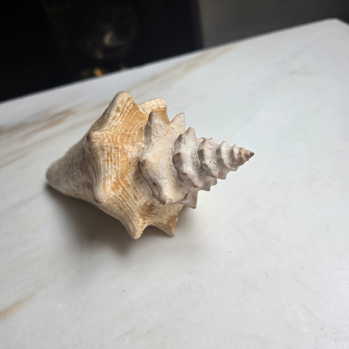 Große Echte Fechterschnecke / Conch-Muschel (Natur-Dekoration)