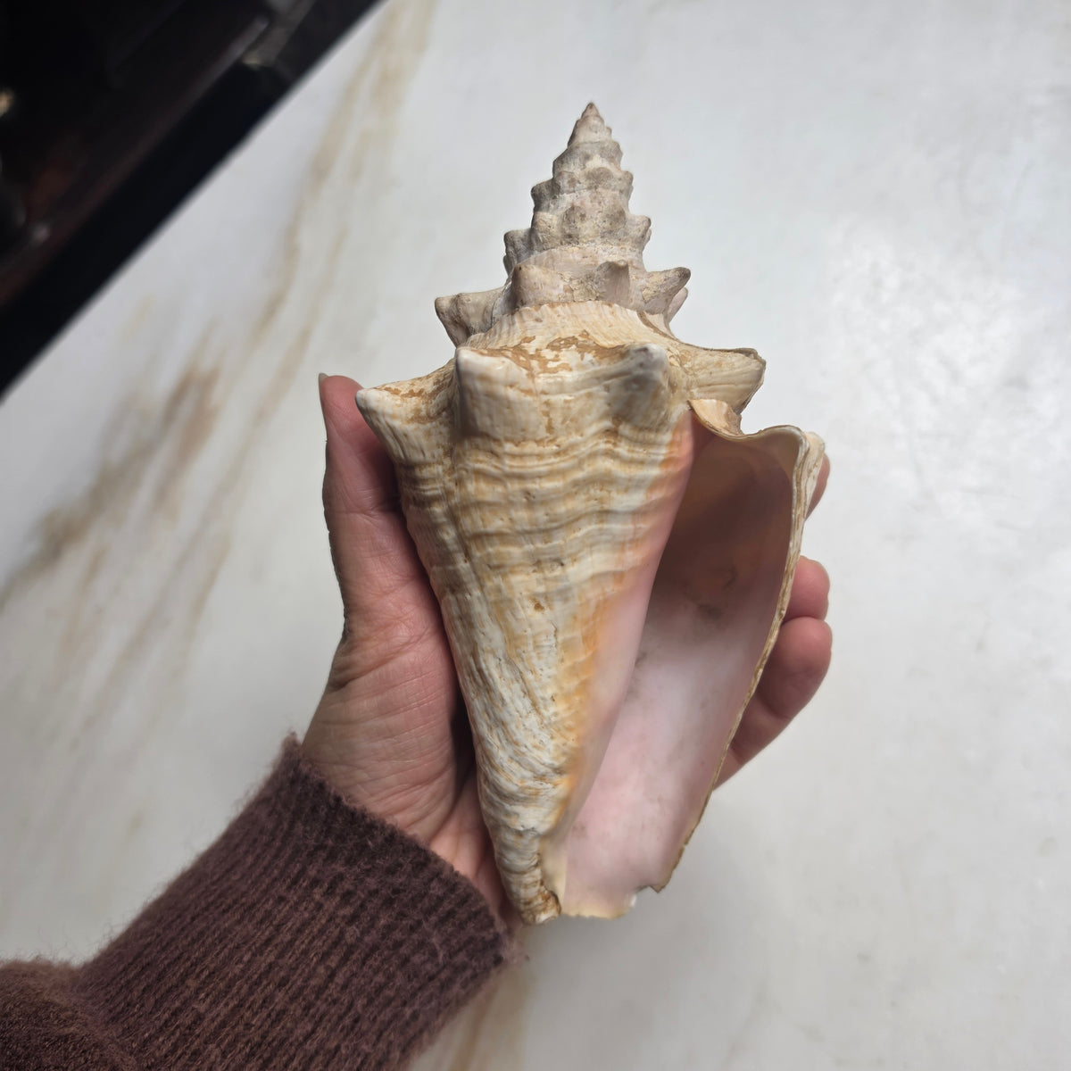 Große Echte Fechterschnecke / Conch-Muschel (Natur-Dekoration)