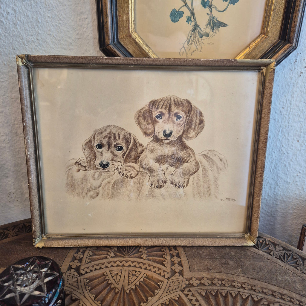 Antike Hundezeichnung von 1949 - Gerahmt hinter Glas nach Meyer Eberhardt Dackel Welpen