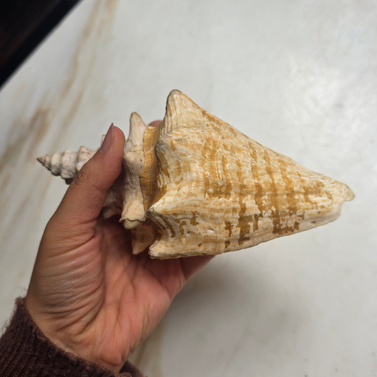 Große Echte Fechterschnecke / Conch-Muschel (Natur-Dekoration)