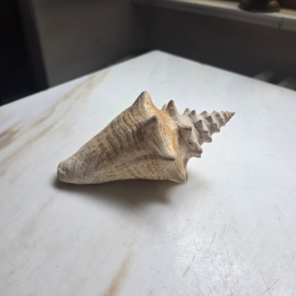 Große Echte Fechterschnecke / Conch-Muschel (Natur-Dekoration)