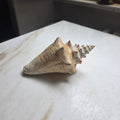 Große Echte Fechterschnecke / Conch-Muschel (Natur-Dekoration)