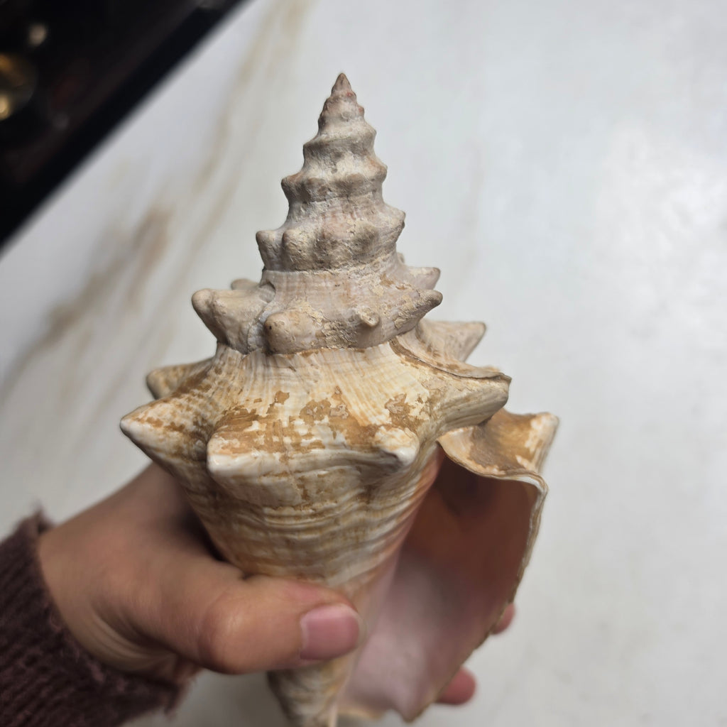 Große Echte Fechterschnecke / Conch-Muschel (Natur-Dekoration)