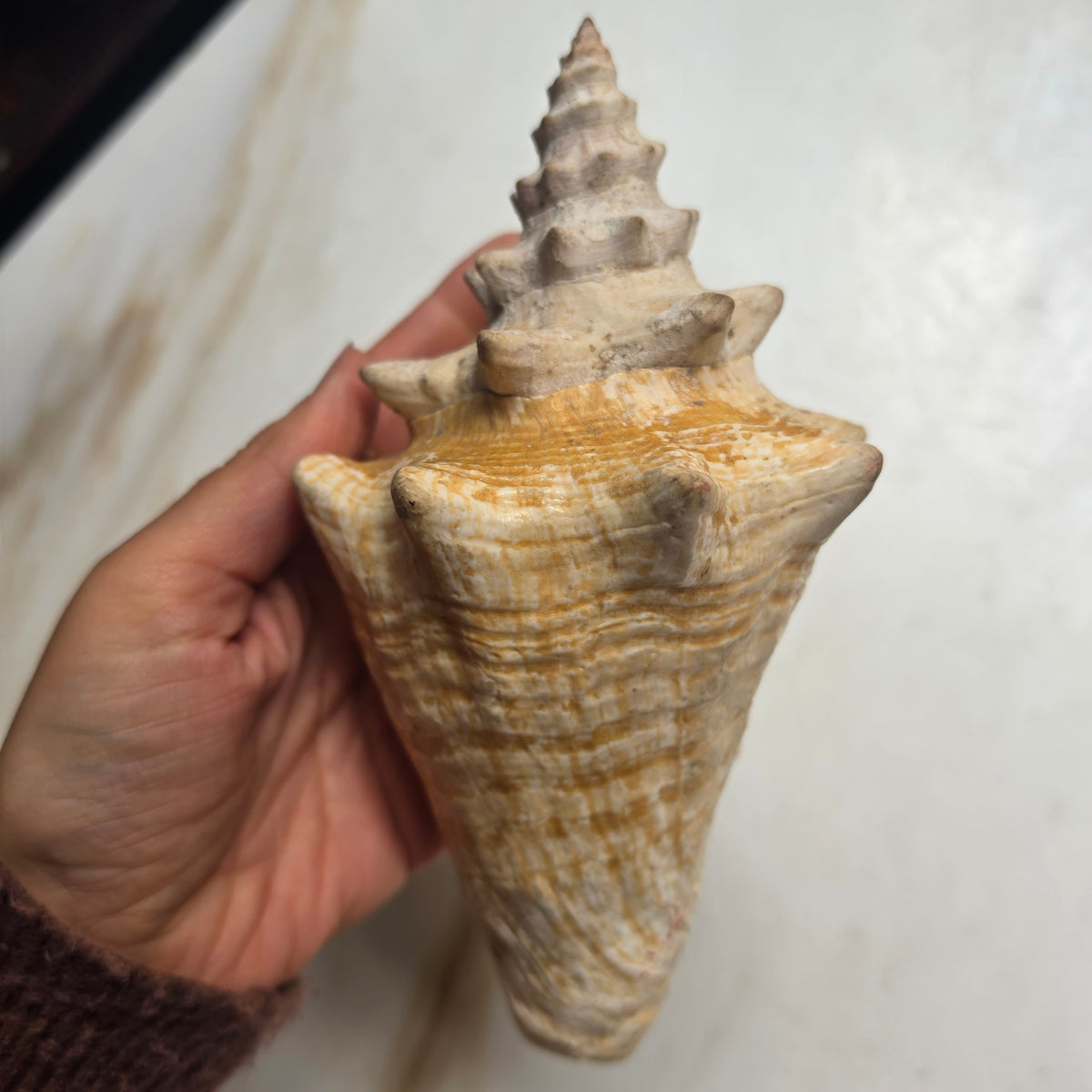 Große Echte Fechterschnecke / Conch-Muschel (Natur-Dekoration)