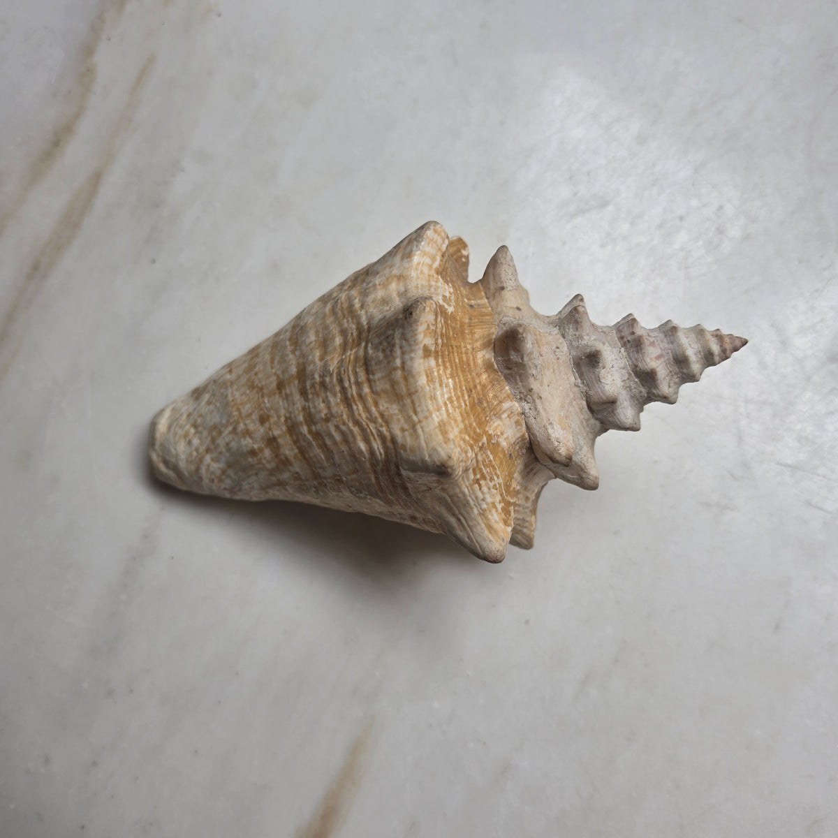 Große Echte Fechterschnecke / Conch-Muschel (Natur-Dekoration)