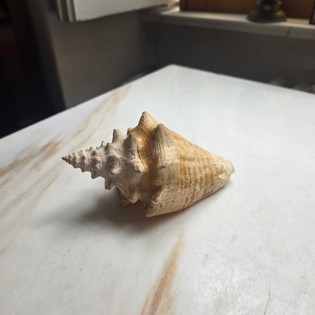 Große Echte Fechterschnecke / Conch-Muschel (Natur-Dekoration)