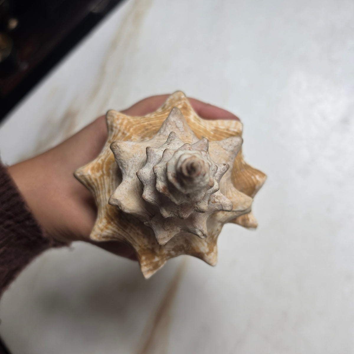 Große Echte Fechterschnecke / Conch-Muschel (Natur-Dekoration)